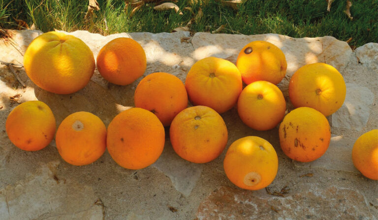 Orange oder grün?